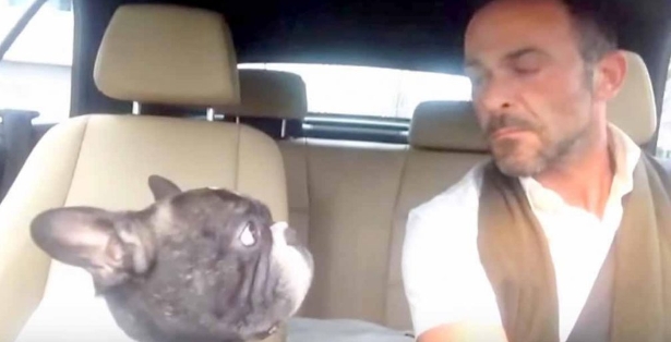 Le conducteur chantonne 'Diamonds'dans sa voiture mais son chien lui vole la vedette